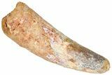 Real Fossil Spinosaurus Tooth - Feeding Worn Tip #365661-1